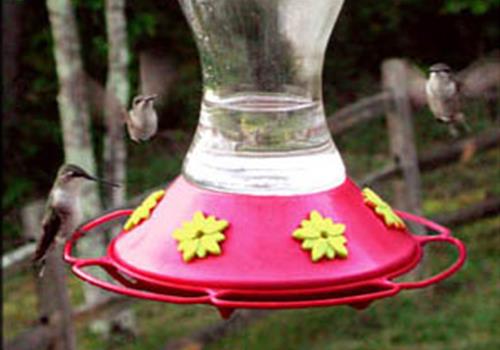 Hummingbirds at the Middle TN B&B Garden Inn